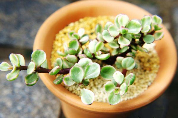 雅樂(lè)之舞怎么養(yǎng)成粉色，掌握以下要點(diǎn)是關(guān)鍵