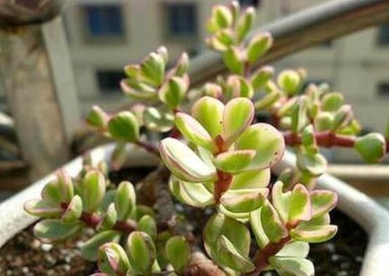 雅樂之舞的扦插技巧，老農(nóng)總結(jié)六個最簡易基本步驟