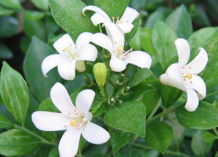 九里香的養(yǎng)殖方法和修剪，光照土壤要嚴控