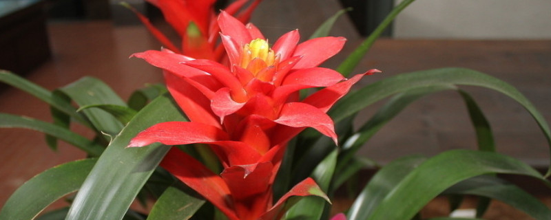 鴻運(yùn)當(dāng)頭那個(gè)紅色是花還是葉