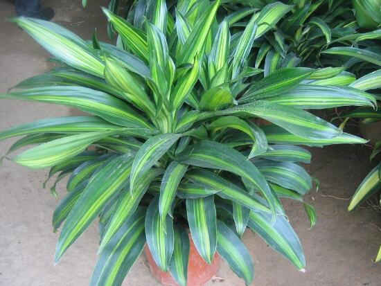 粉黛萬年青好養(yǎng)嗎，粉黛萬年青的養(yǎng)殖方法和注意事項(xiàng)