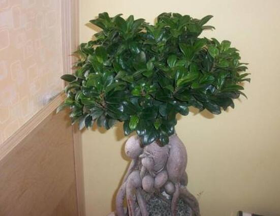 榕樹(shù)盆景為什么掉葉，四種原因以及解決辦法