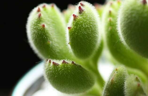 熊童子的種類，綠熊、白熊、黃熊三大種類