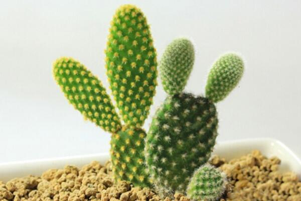 仙人掌的盆栽方法，5種方法讓你的仙人掌可愛多多