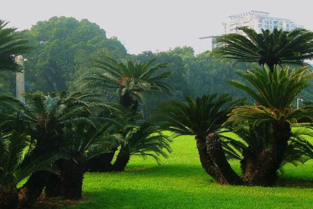 蘇鐵有哪些價值作用，極具觀賞價值和食用價值
