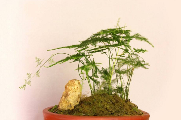 文竹怎么繁殖，播種繁殖/分株繁殖/扦插繁殖