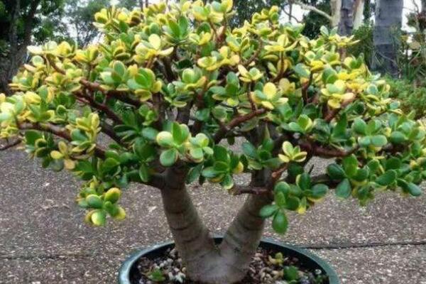 玉樹(shù)葉子發(fā)黃怎么補(bǔ)救