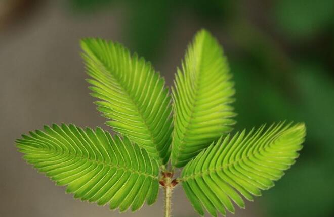 含羞草夏天能播種嗎，不能種/只能在春秋兩季栽種