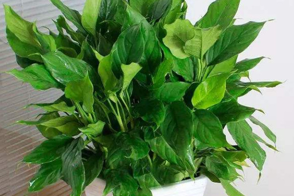 萬(wàn)年青從根部剪了怎么不發(fā)芽