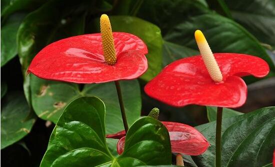 紅掌怎么養(yǎng)才能開花，只需要做好六點花開茂盛
