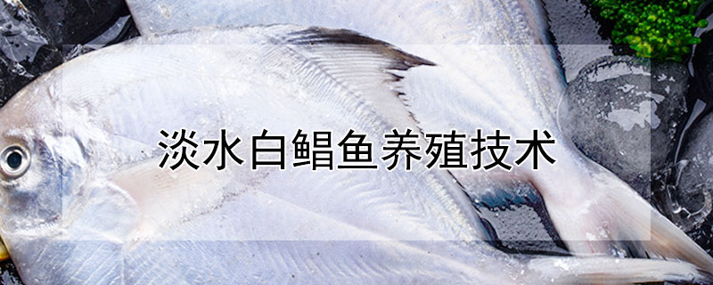 淡水白鯧魚養(yǎng)殖技術(shù)