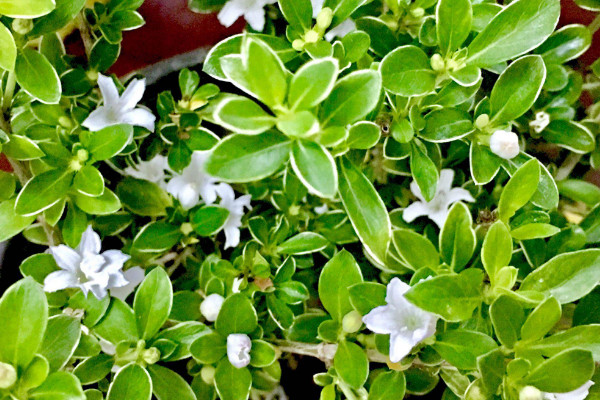 六月雪怎樣澆水養(yǎng)護(hù)