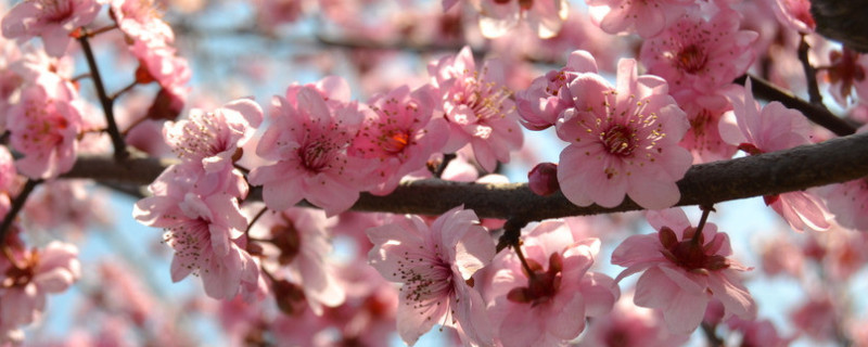 怎么區(qū)分真梅和杏梅