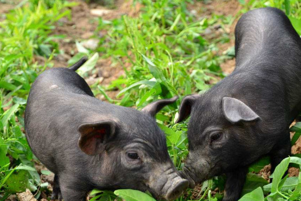 養(yǎng)豬豬糞怎么處理