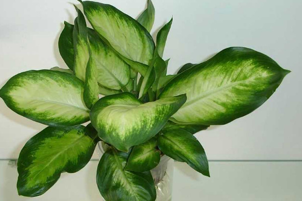 萬(wàn)年青的養(yǎng)殖方法和注意事項(xiàng)