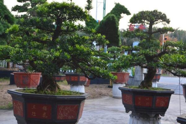 羅漢松盆景養(yǎng)殖方法，以下5點最為關(guān)鍵