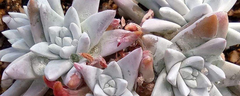 怎樣促進(jìn)白菊分頭