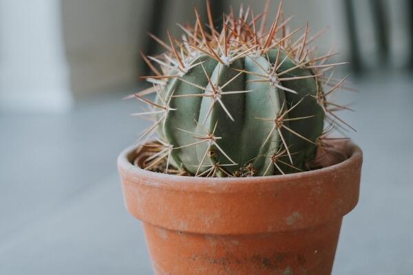 仙人球夏天怎么養(yǎng)，做好以下4點(diǎn)才是關(guān)鍵