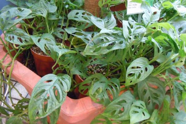 龜背竹怎樣用氣根繁殖，龜背竹氣根繁殖的詳細(xì)步驟