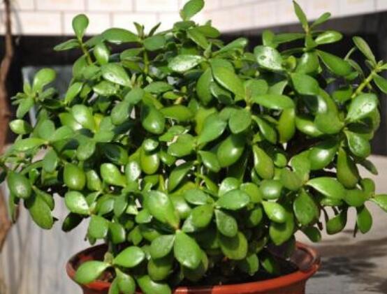 家里養(yǎng)玉樹有什么寓意，家庭和諧、事業(yè)順暢，學(xué)業(yè)有成