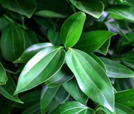 平安樹(shù)葉子發(fā)黃掉落怎么辦，教你四種解決辦法快速恢復(fù)生機(jī)