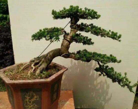 羅漢松可以放客廳嗎，可以/帶來(lái)主人家福氣、鎮(zhèn)守財(cái)寶