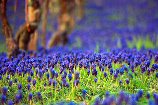 風信子凋謝后怎么處理，修剪葉片并保留根莖