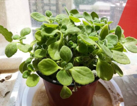 碰碰香能吃嗎，可食/泡茶泡酒香味濃郁、美味可口