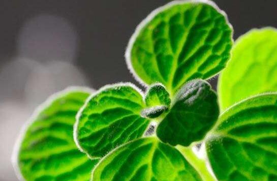 碰碰香能在臥室放嗎，不光可以放/還能制作飲品