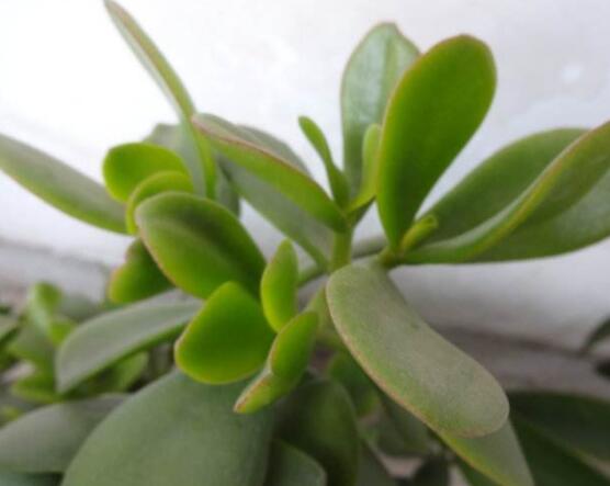 盆栽燕子掌的養(yǎng)殖方法，教你八大基本方法可生長(zhǎng)的青翠碧綠