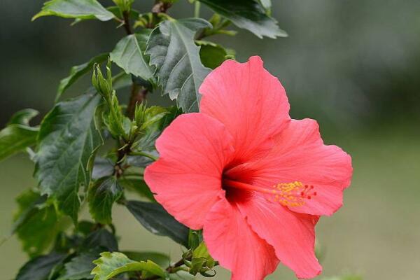 桑葉牡丹的花語(yǔ)