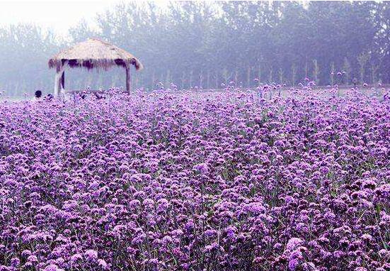 薰衣草精油的功效與用法，美容養(yǎng)顏、舒緩心情