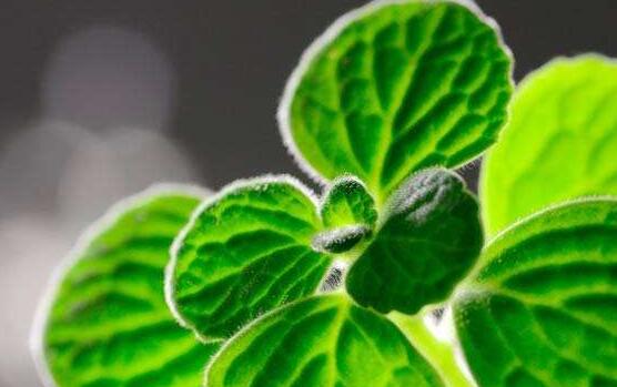 碰碰香怎么施肥，生長期時(shí)候施肥可以讓它長的更旺盛