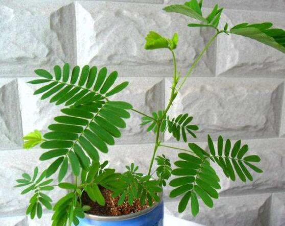 含羞草怎么養(yǎng)長得快，注意這五個要點生長青翠欲滴