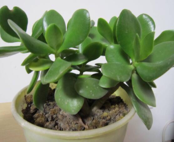 燕子掌的養(yǎng)殖方法和注意事項(xiàng)，老農(nóng)總結(jié)最實(shí)用八大養(yǎng)殖技巧