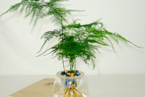 文竹泡水里能長根嗎，能長根但需要營養(yǎng)液等輔助