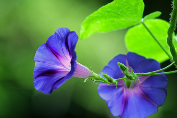 牽?；茉谑覂?nèi)養(yǎng)嗎