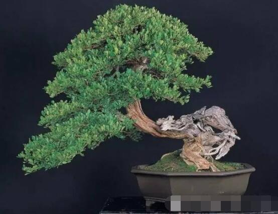 九里香盆景樹樁怎樣變粗，營養(yǎng)豐富、勤修剪，施足肥