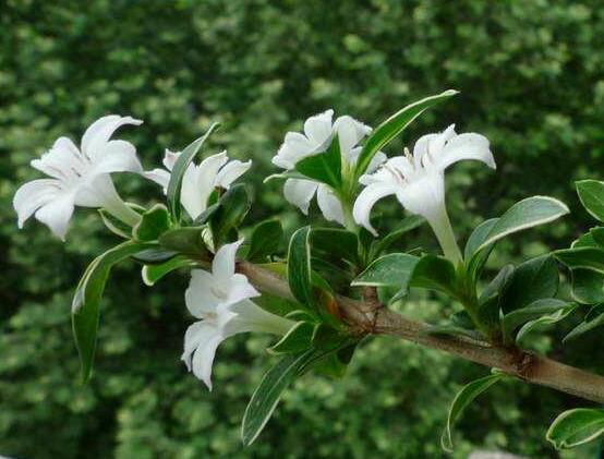 六月雪為什么不開花，三種原因以及解決辦法