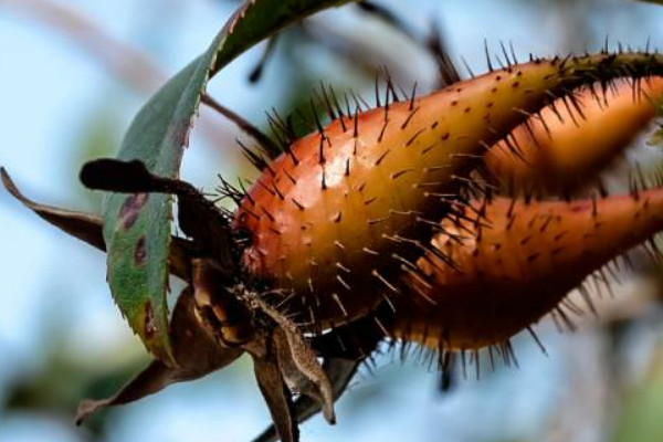 金櫻子什么時候成熟