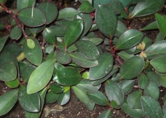 紫邊碧玉怎么養(yǎng)，七個(gè)基本方法教你養(yǎng)殖好