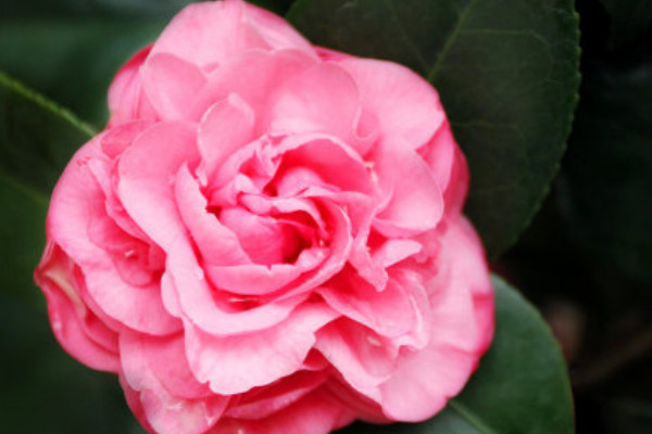 茶花夏季一般能長(zhǎng)多高