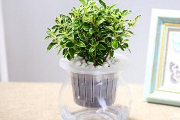 六月雪放水里會生根嗎，可以生根但需要更加細(xì)心的養(yǎng)護(hù)