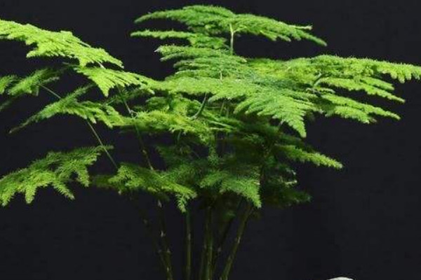 文竹的養(yǎng)殖方法和修剪