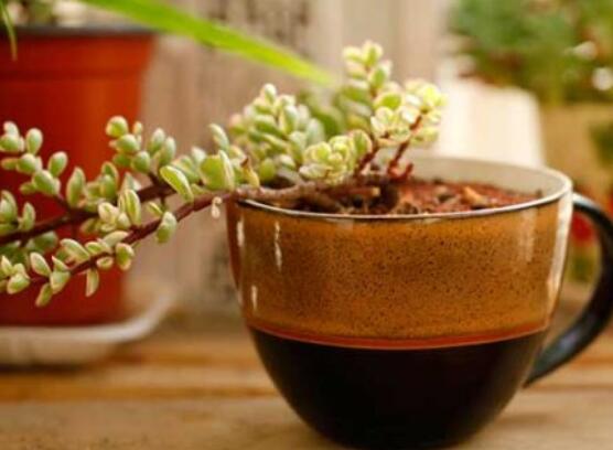 雅樂之舞的扦插技巧，老農(nóng)總結(jié)六個最簡易基本步驟