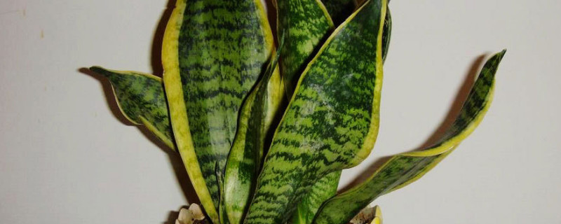 虎皮蘭長的細怎么辦