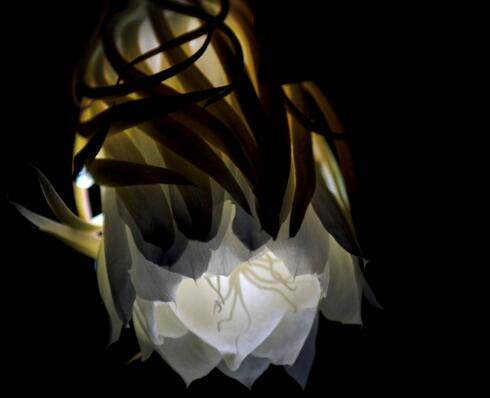 曇花種子種植方法，白天接受足夠的光照晚上才能開花