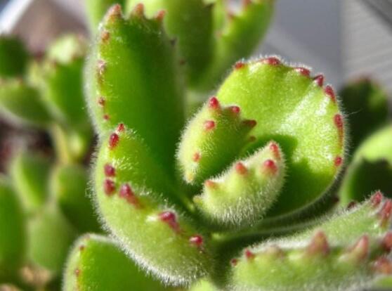 熊童子怎么養(yǎng)出紅爪子，保持足夠光照/做好澆水施肥