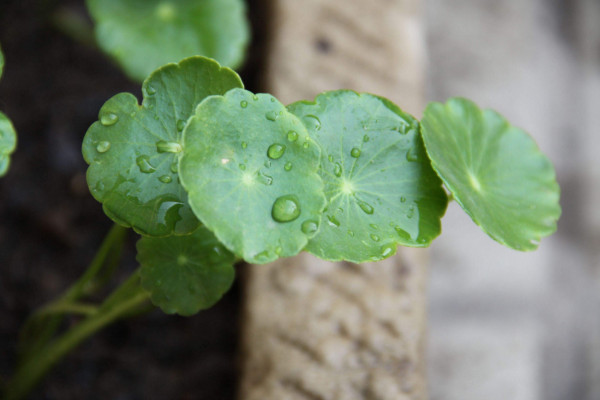 銅錢草葉子發(fā)黃干枯