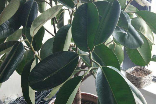 橡皮樹葉子有斑點(diǎn)是怎么回事